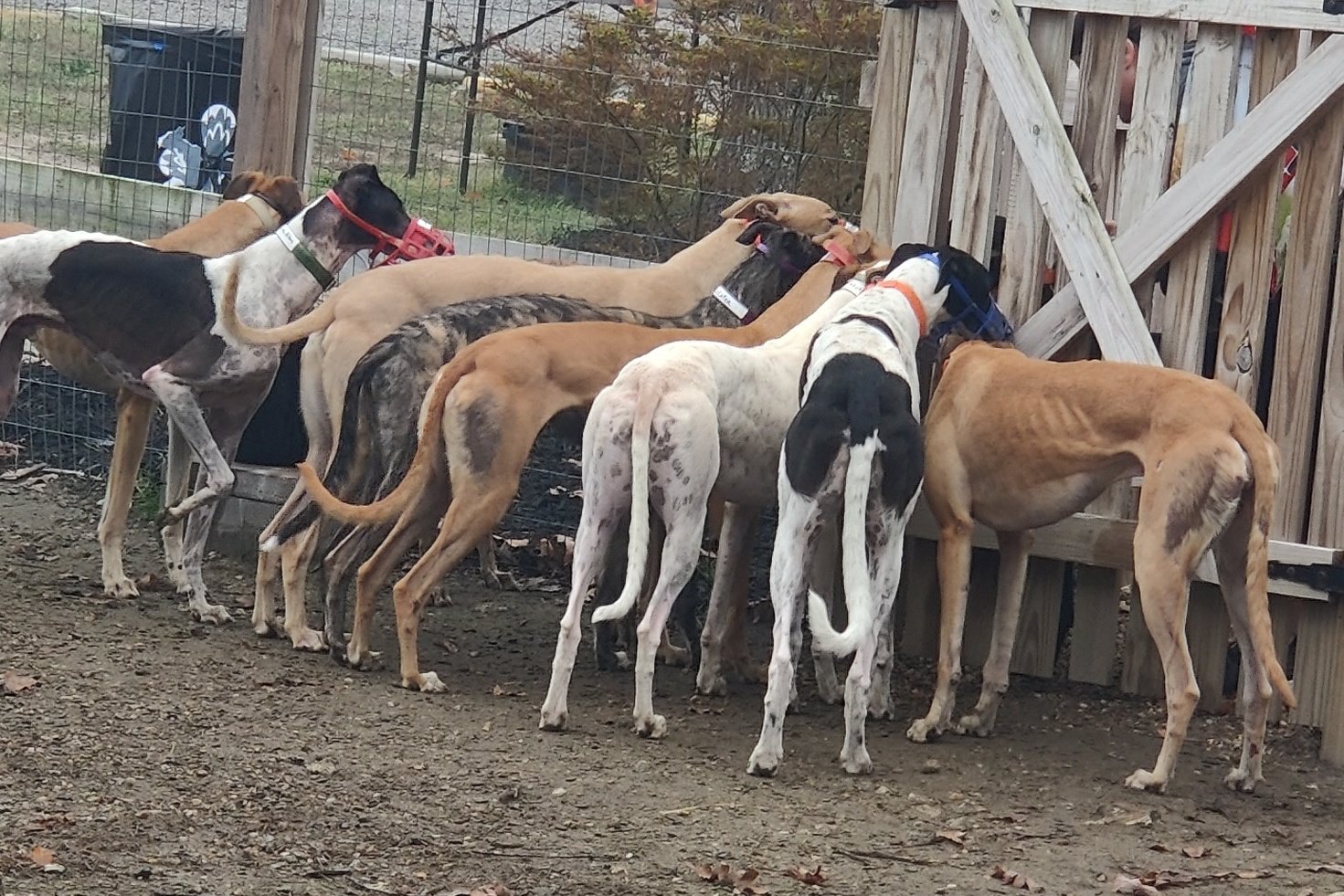 Greyhounds at the kennel fence