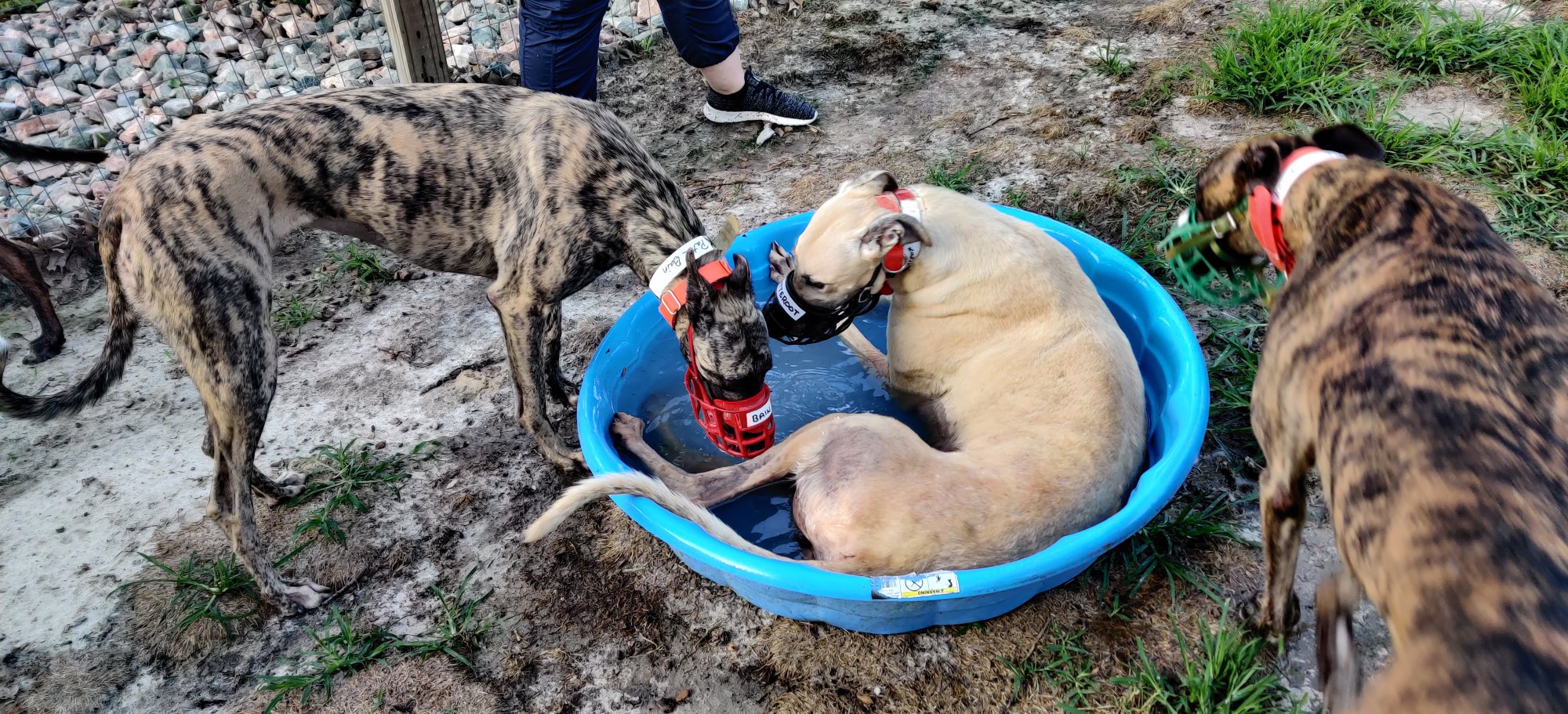 Greyhounds enjoying a pool